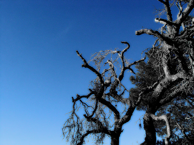 20050130 / The Garden