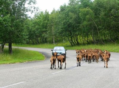 u17/zobroc/medium/42429723.CHEVRES_ALSACE.jpg