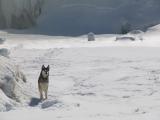 Le chien , chutes de la Chaudière