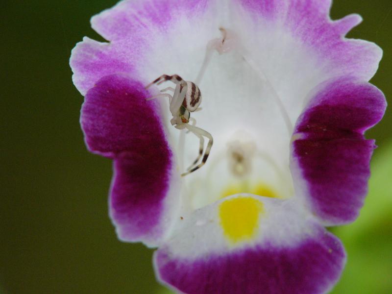 Flower Spider (Misumenops asperatus)