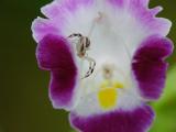 Flower Spider (Misumenops asperatus)