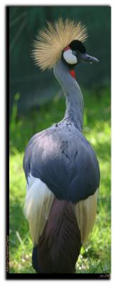 African Crowned Crane.JPG