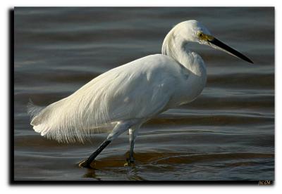 Egret.JPG