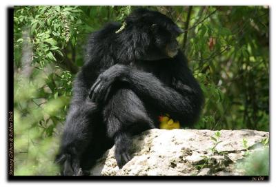 Siamang Gibbon and Ducky.JPG