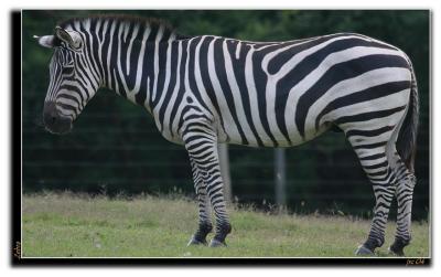 Zebra.JPG