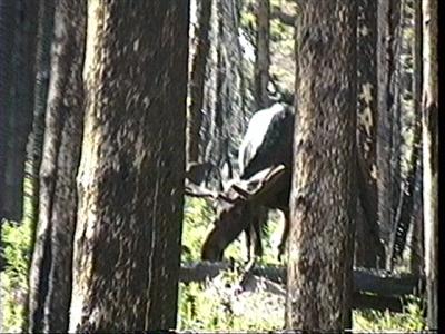 Video capture