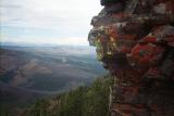 Lichen on Mt. Washburn.