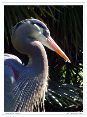 Great Blue Heron