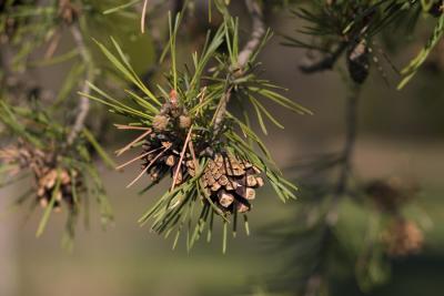 CRW_7379.jpg