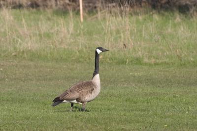 CRW_7380.jpg