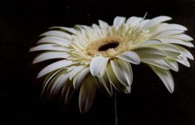 Dark Daisy