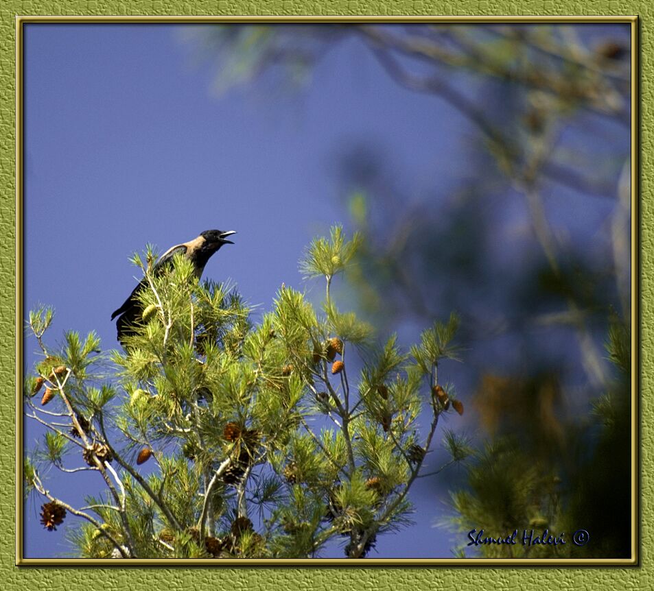 The Crying Crow