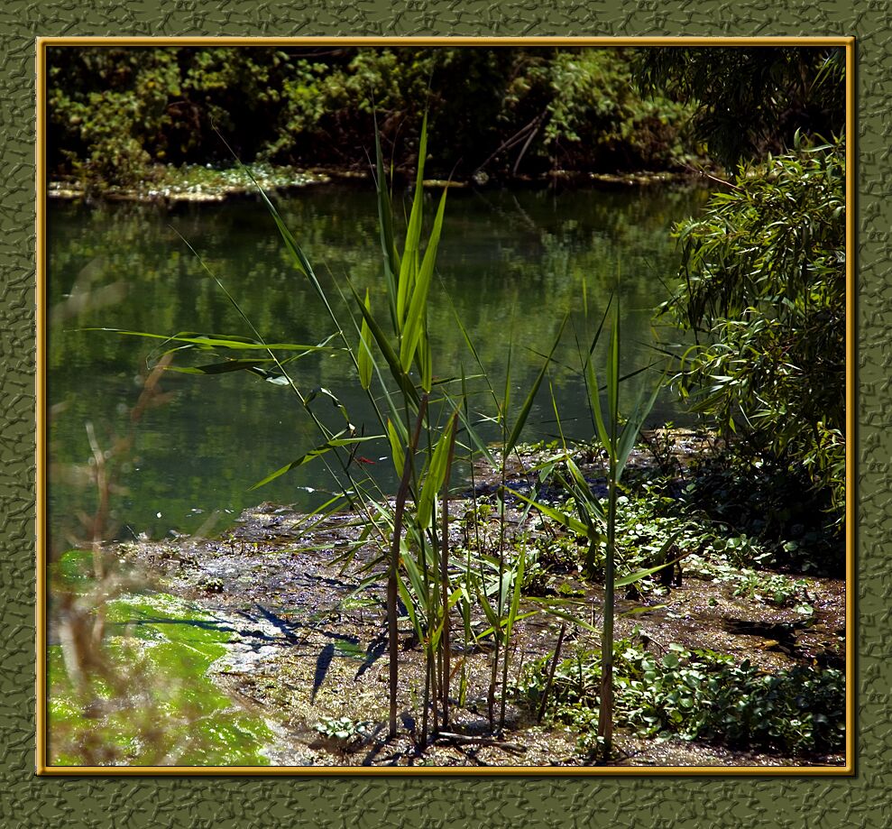 Reeds of Innocence