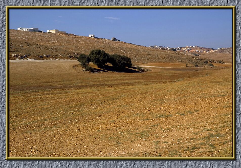 Golden fields