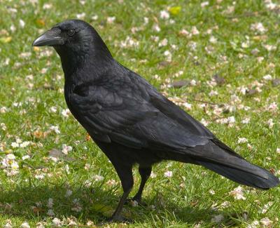 crow