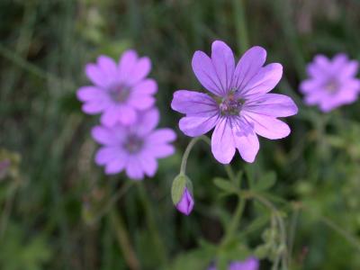 Swiss Flowers