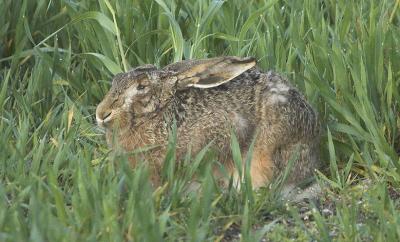 Hare - Hare - Lepus capensis