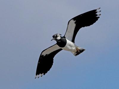 Lapwing - Vibe - Vanellus vanellus