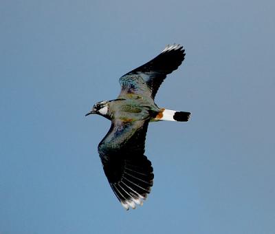 Lapwing - Vibe - Vanellus vanellus