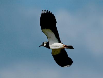 Lapwing - Vibe - Vanellus vanellus