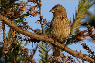 House Finch