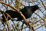 Great-tailed Grackle