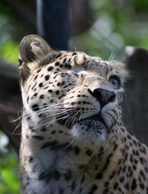 Persian Leopard 1