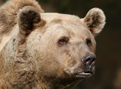Brown Bear 1