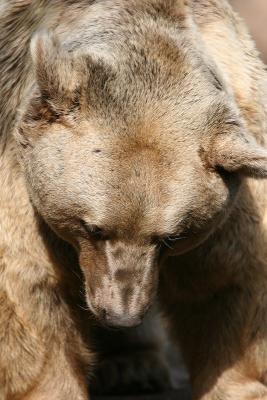 Brown Bear 3