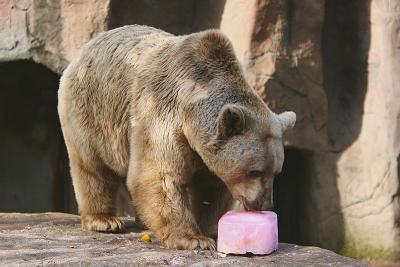 Brown Bear 4