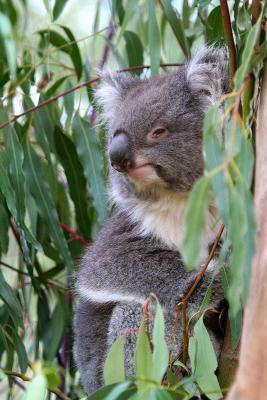 Koala 1