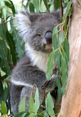 Koala 2