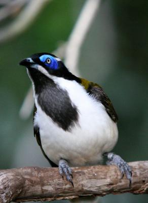 Bird - Great Aviary 1