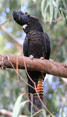 Bird - Great Aviary 2