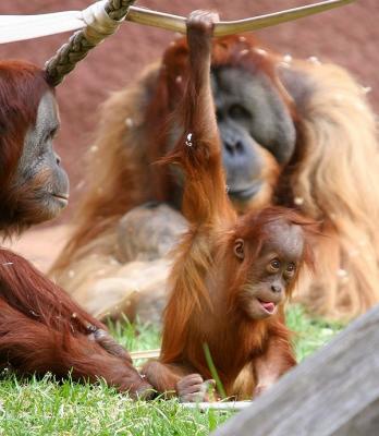 Orangutan family