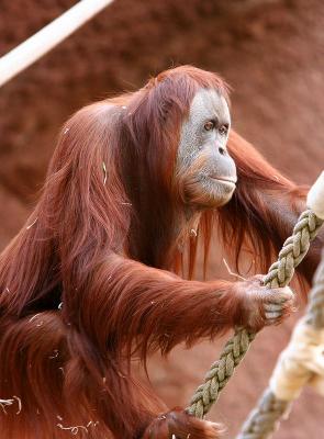 Mother Orangutan 1