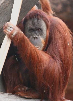 Mother Orangutan 2
