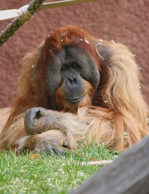 Father Orangutan