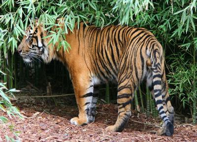 Tiger - Grrrrr!
