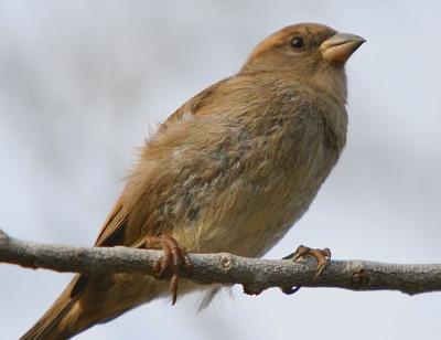 Sparrow