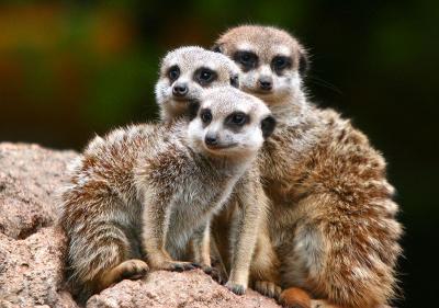 Meerkats 1