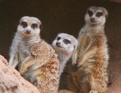 Meerkats 2