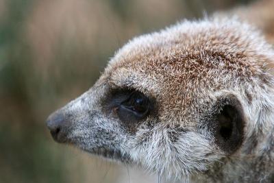 Meerkats 3