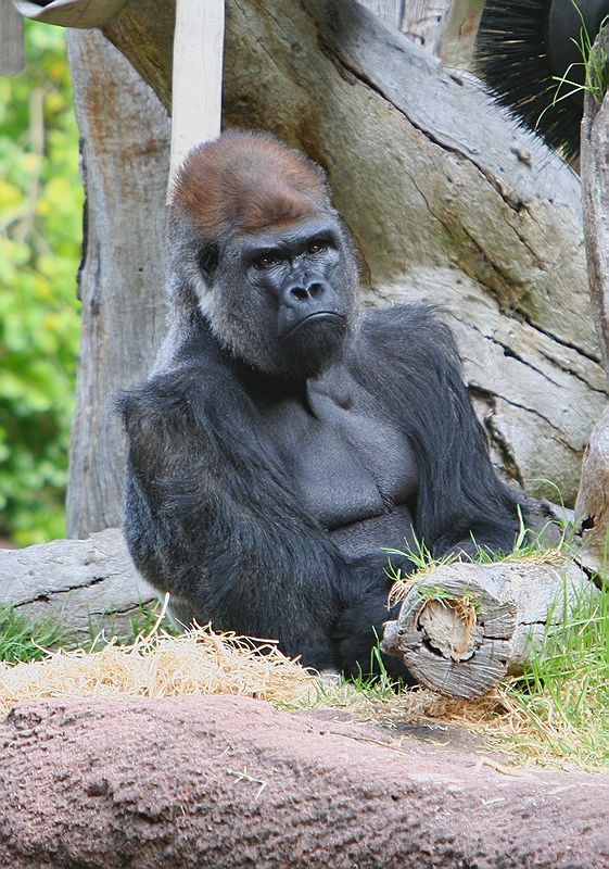 Silverback 1