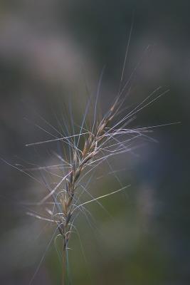 Gras in den Trinity Alps