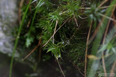 Moss and Rain