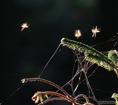 Dancing in the Light