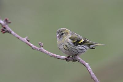 Female Siskin