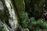 Moss