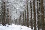 Into the Wood